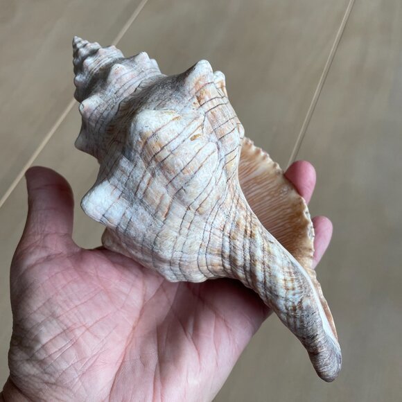 Florida State Shell Horse Conch, From Florida - Picture 6 of 10